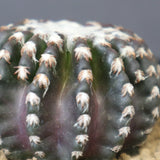 ディスコカクタス・ホルスティ EC2150