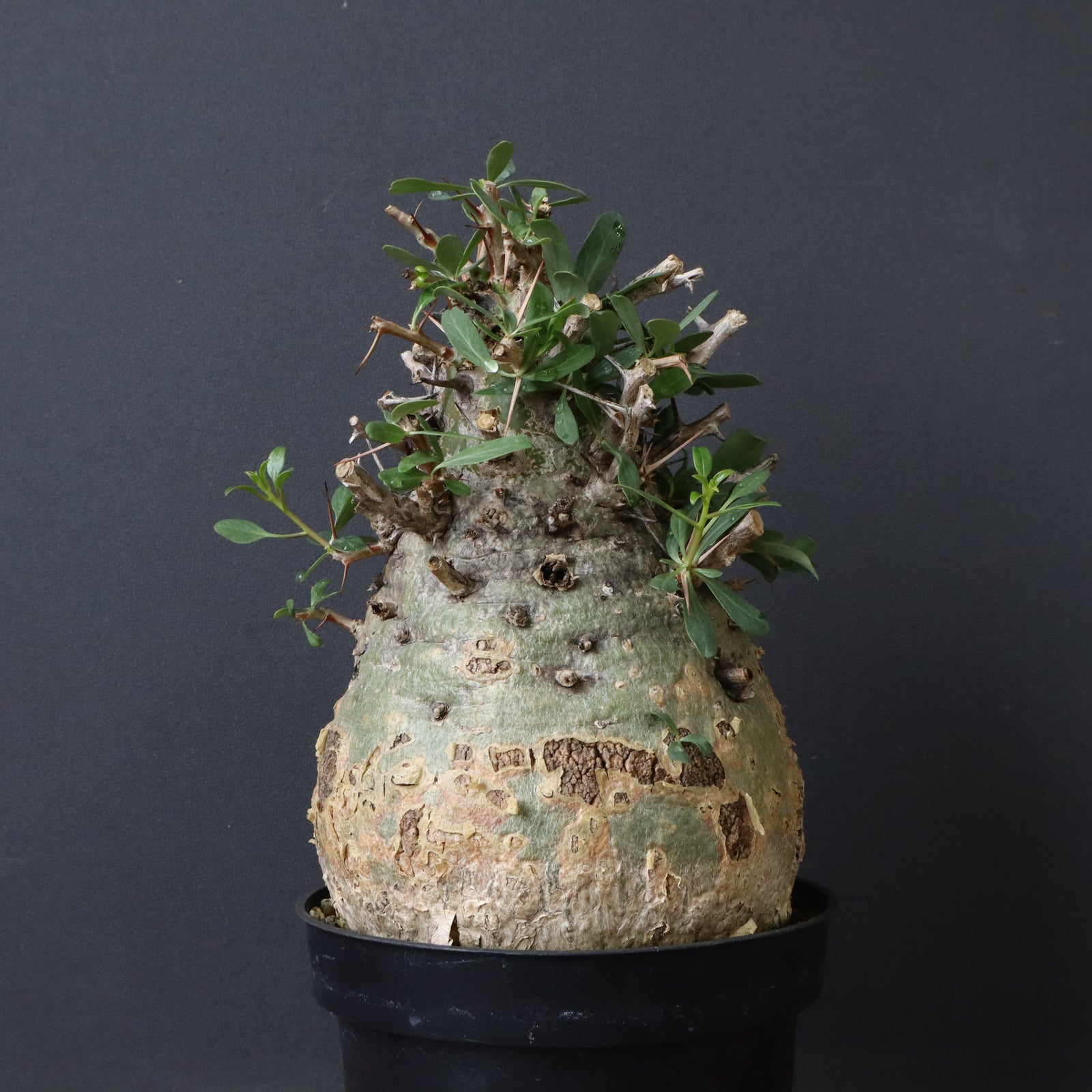 Fouquieria columnaris コルムナリス F.コルムナリス 78 – TaiShoDo ONLINE SHOP