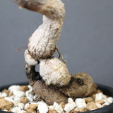 O.ヒファエノイデス（実生） 6