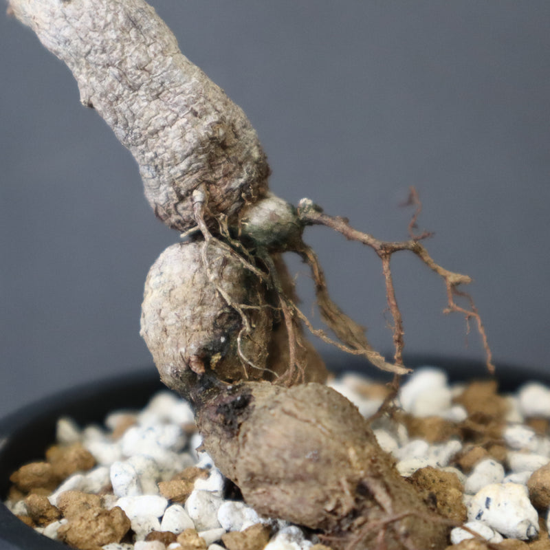 O.ヒファエノイデス（実生） 6