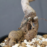 O.ヒファエノイデス（実生） 6