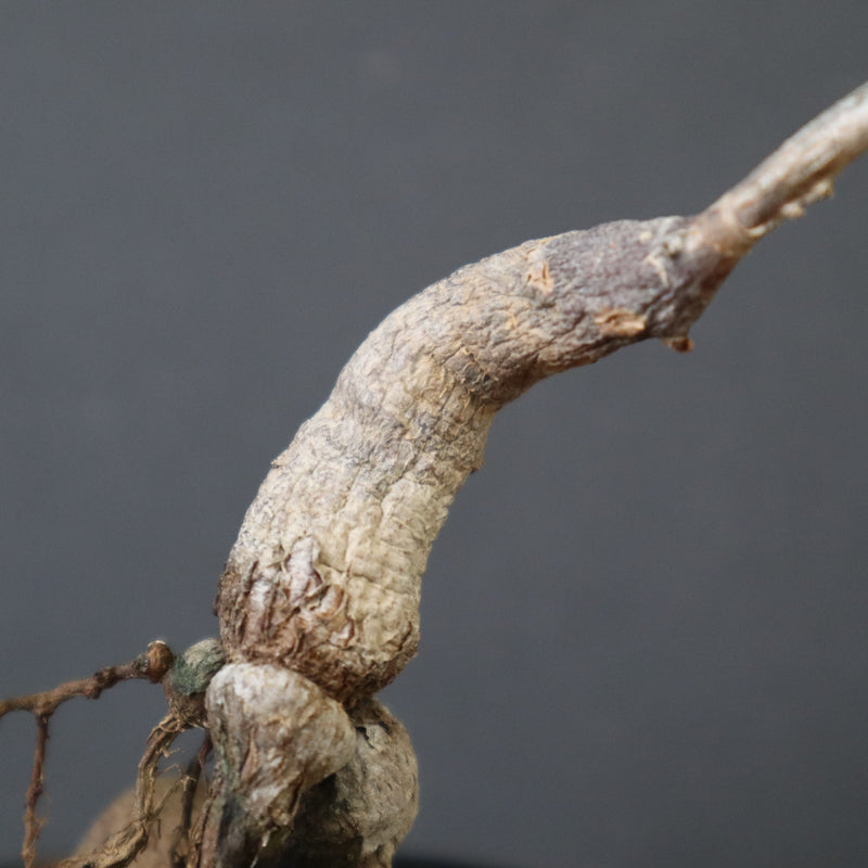 O.ヒファエノイデス（実生） 6