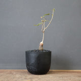 O.ヒファエノイデス（実生） 37