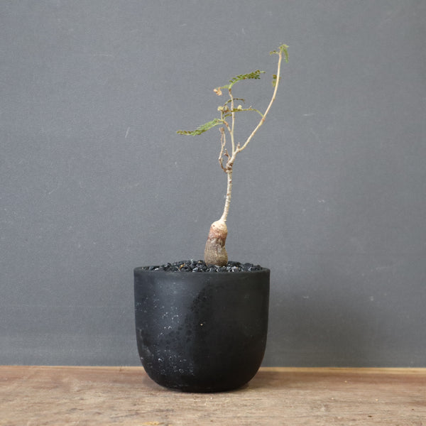 O.ヒファエノイデス（実生） 37