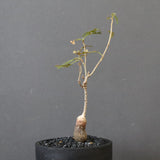 O.ヒファエノイデス（実生） 37