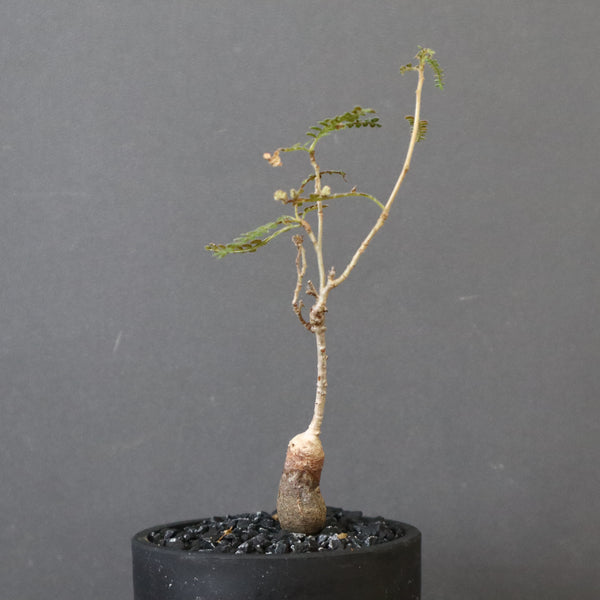 O.ヒファエノイデス（実生） 37