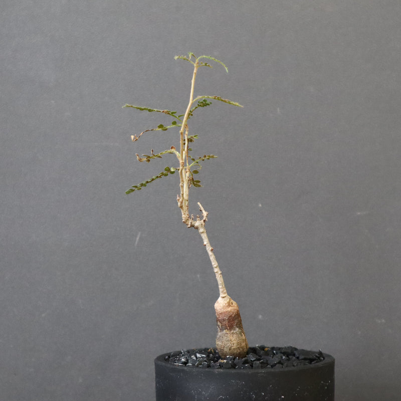 O.ヒファエノイデス（実生） 37