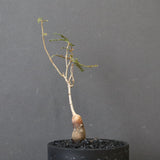 O.ヒファエノイデス（実生） 37