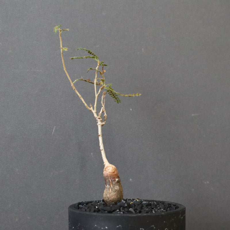 O.ヒファエノイデス（実生） 37