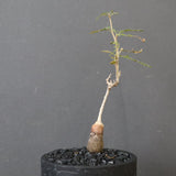 O.ヒファエノイデス（実生） 37