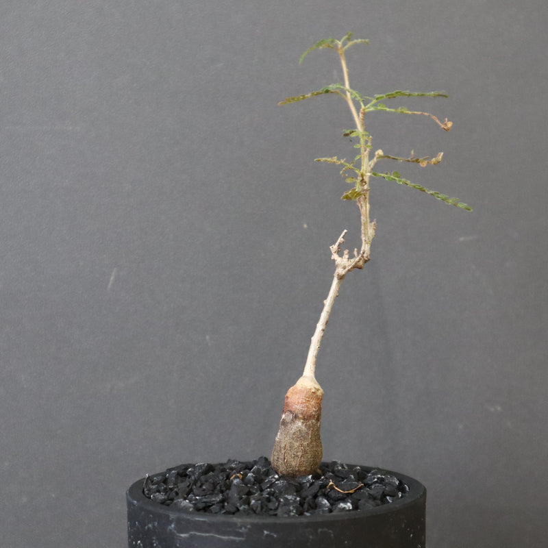 O.ヒファエノイデス（実生） 37