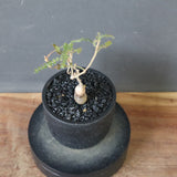 O.ヒファエノイデス（実生） 37