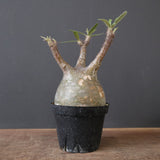 P.グラキリス 2091