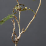 O.ヒファエノイデス（実生） 37