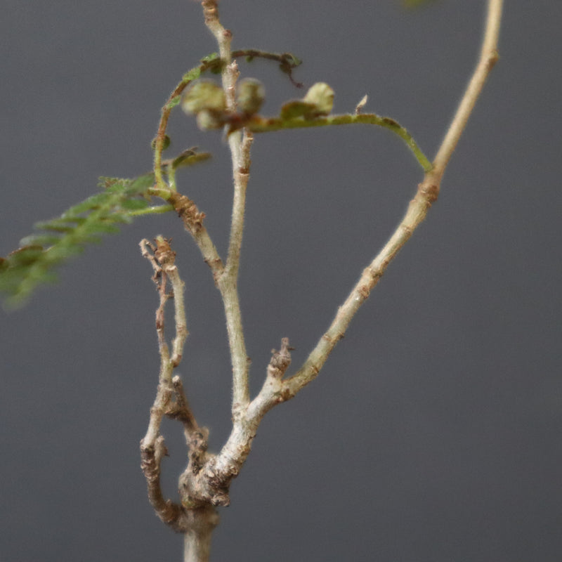 O.ヒファエノイデス（実生） 37