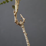 O.ヒファエノイデス（実生） 37