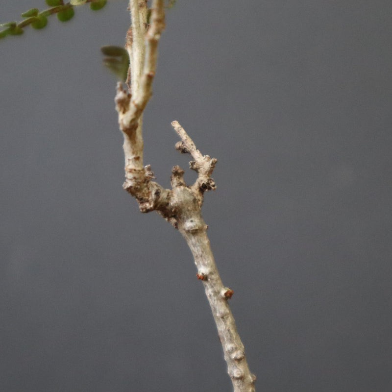 O.ヒファエノイデス（実生） 37