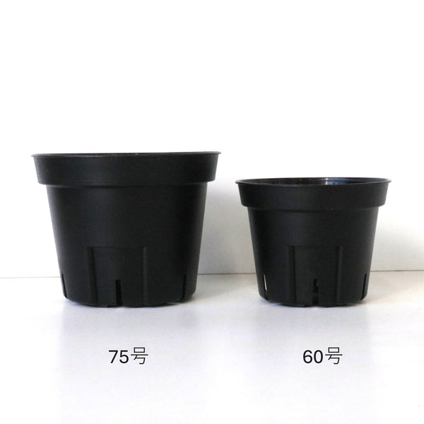 プラ鉢 – TaiShoDo ONLINE SHOP