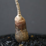 O.ヒファエノイデス（実生） 37