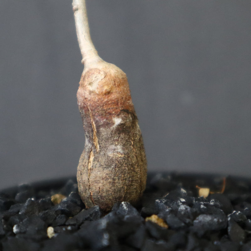 O.ヒファエノイデス（実生） 37