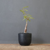 O.ヒファエノイデス（実生） 11