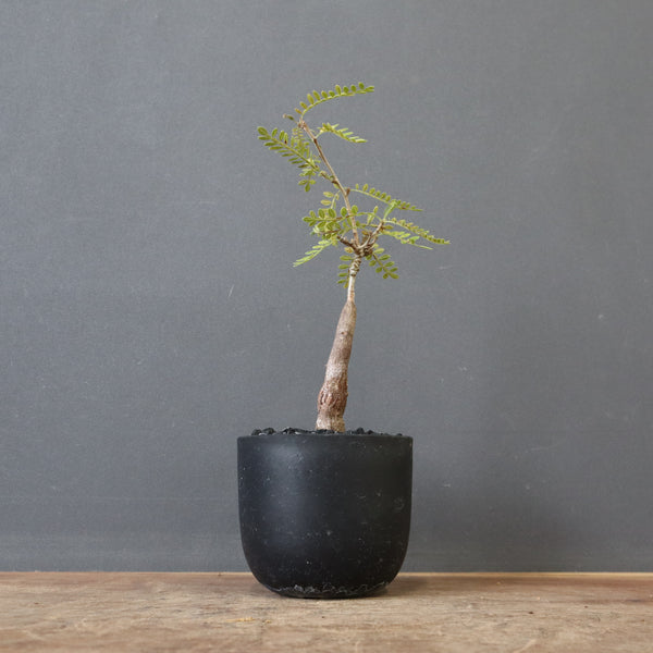 O.ヒファエノイデス（実生） 11