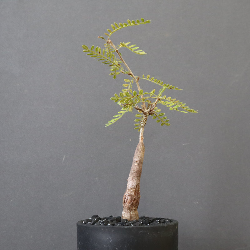 O.ヒファエノイデス（実生） 11