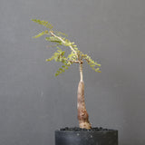 O.ヒファエノイデス（実生） 11