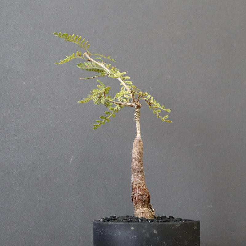 O.ヒファエノイデス（実生） 11