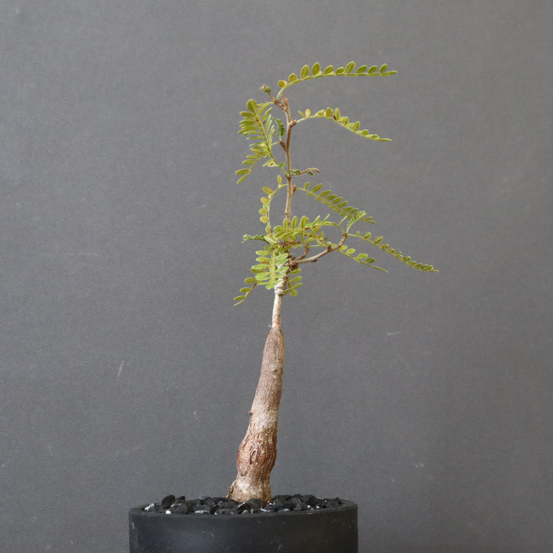 O.ヒファエノイデス（実生） 11