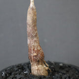 O.ヒファエノイデス（実生） 11