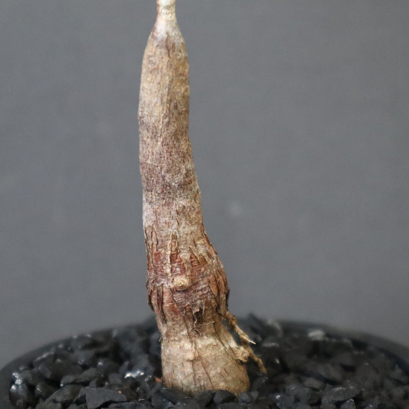 O.ヒファエノイデス（実生） 11