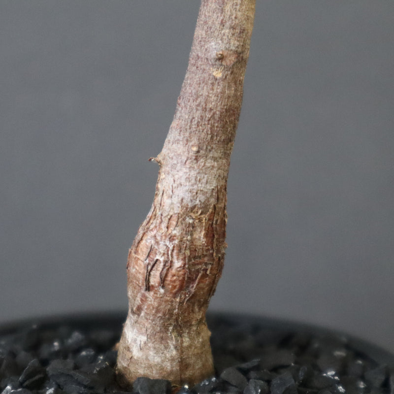 O.ヒファエノイデス（実生） 11