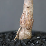 O.ヒファエノイデス（実生） 11