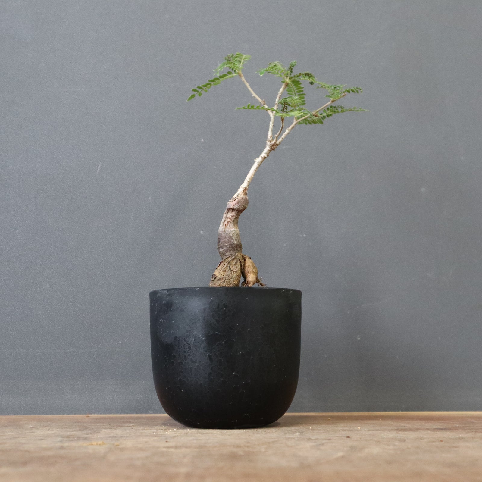O.ヒファエノイデス(実生) 34 – TaiShoDo ONLINE SHOP O.ヒファエノイデス(実生) 34 – TaiShoDo ONLINE SHOP