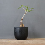 O.ヒファエノイデス（実生） 34