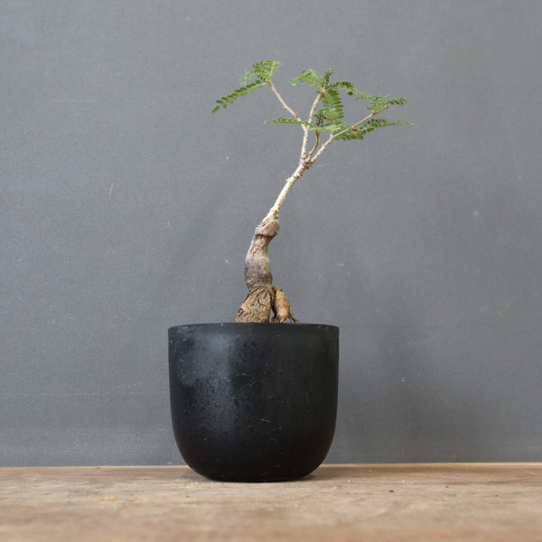 O.ヒファエノイデス（実生） 34