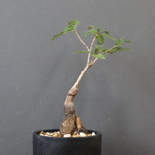 O.ヒファエノイデス（実生） 34