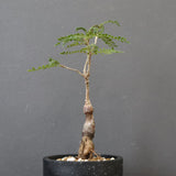 O.ヒファエノイデス（実生） 34