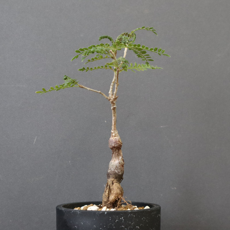 O.ヒファエノイデス（実生） 34