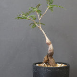 O.ヒファエノイデス（実生） 34