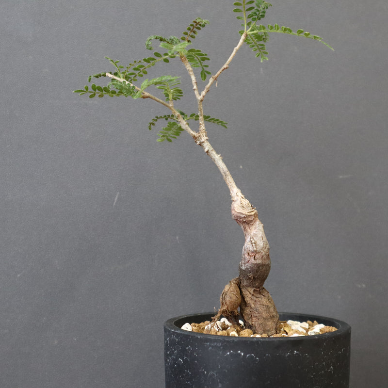 O.ヒファエノイデス（実生） 34