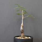 O.ヒファエノイデス（実生） 34