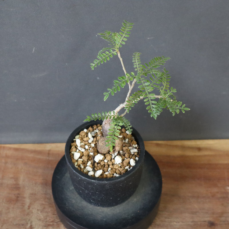 O.ヒファエノイデス（実生） 34