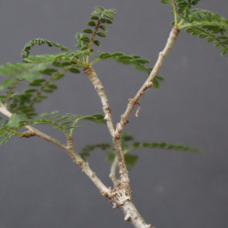 O.ヒファエノイデス（実生） 34