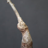 O.ヒファエノイデス（実生） 34