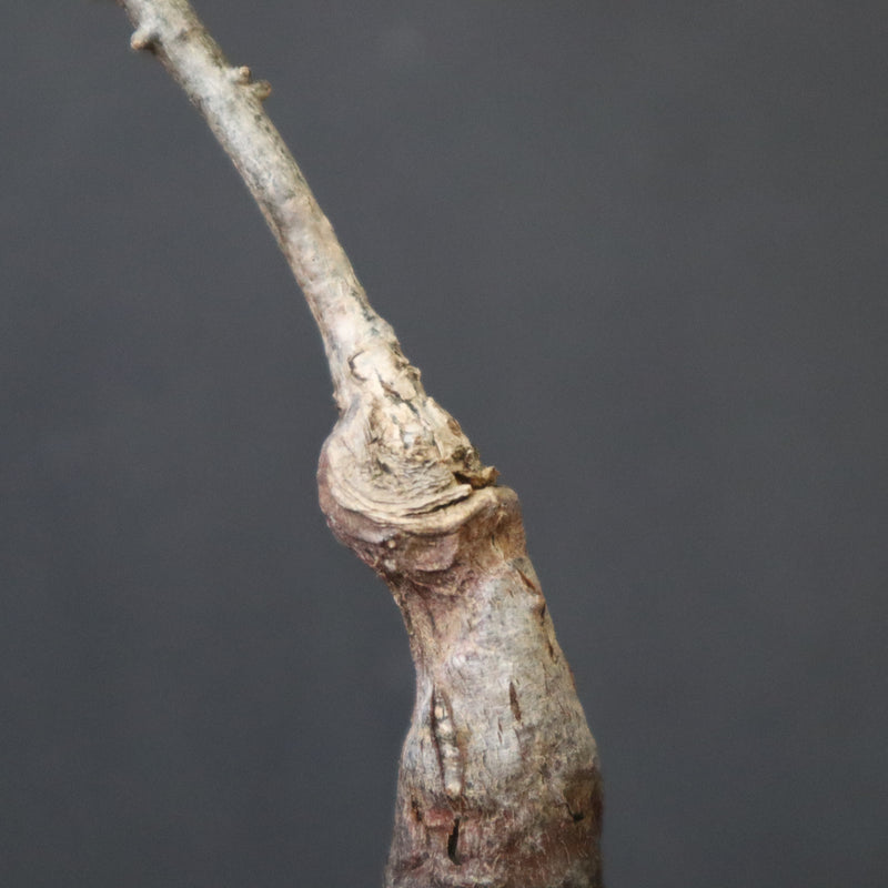 O.ヒファエノイデス（実生） 34