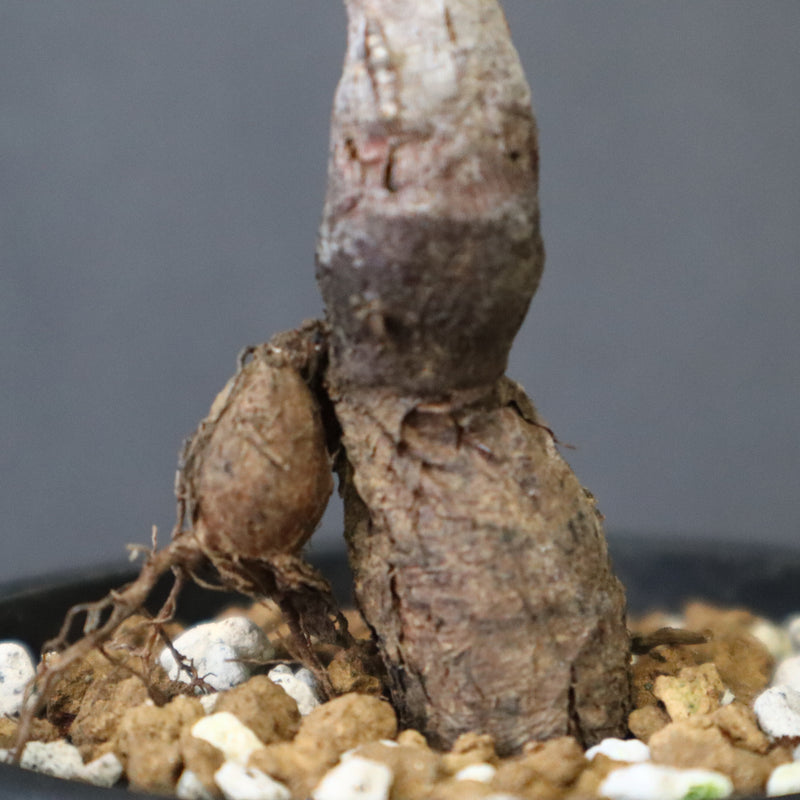 O.ヒファエノイデス（実生） 34