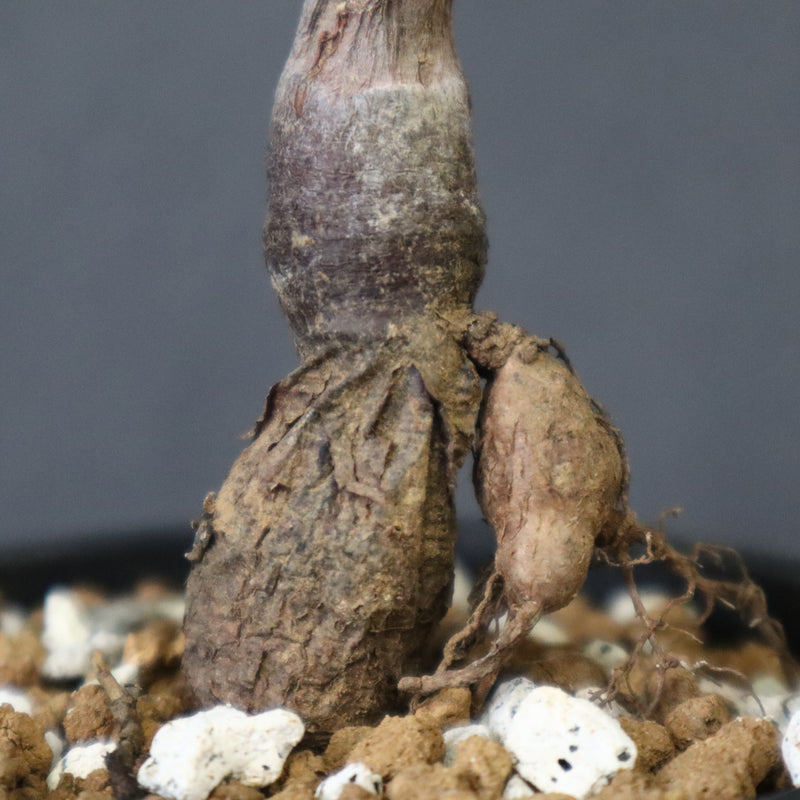 O.ヒファエノイデス（実生） 34