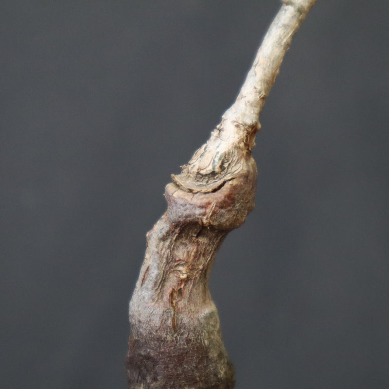 O.ヒファエノイデス（実生） 34